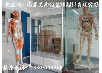 南京標(biāo)本展柜定制、南京實(shí)驗(yàn)室標(biāo)本展柜安裝