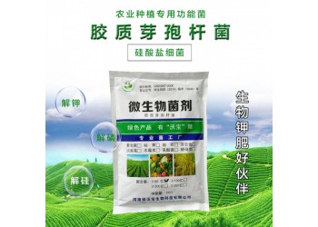 膠質(zhì)芽孢桿菌膠凍樣芽孢桿菌硅酸鹽細(xì)菌活孢子原菌粉有機拌種蘸根