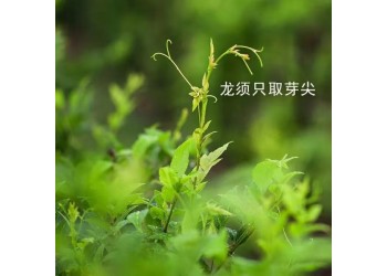 喝茶之前，先了解來鳳藤茶功效